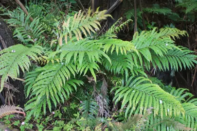 Blechnum novae-zelandiae (Kiokio) ferns with lush, green fronds in a native reserve.