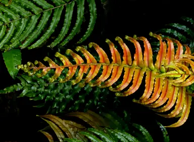 Blechnum novae-zelandiae (Kiokio) fern young orange fronds with older green fronds.
