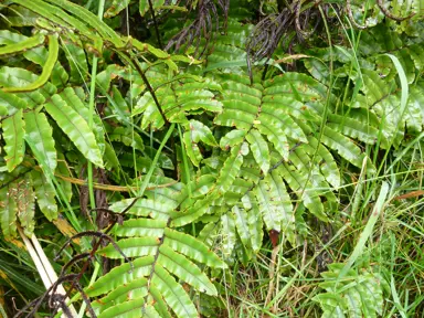 A Blechnum procerum (Rasp Fern) with lush, green fronds.