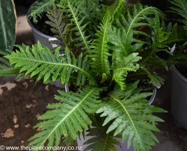 Stunning Blechnum 'Silver Lady' plants for sale at The Plant Company nursery.