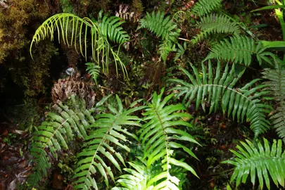 Blechnum vulcanicum fern with lush, green fronds.