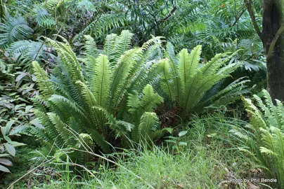 blechnum-discolor-