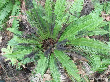 blechnum-discolor-1