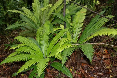 blechnum-discolor-3