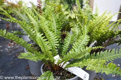 blechnum-discolor-5