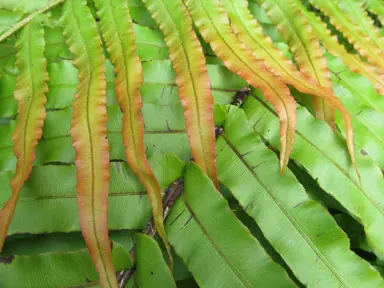 blechnum-novae-zelandiae-2