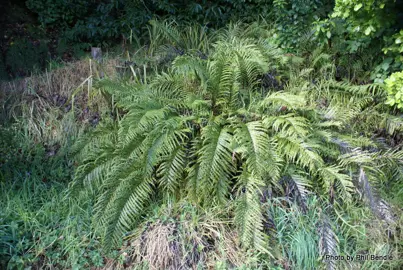 blechnum-novae-zelandiae-3