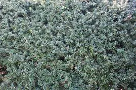 podocarpus-matapouri-blue-