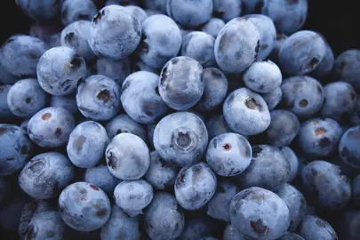 Blueberry 'Atlantic' fruit.