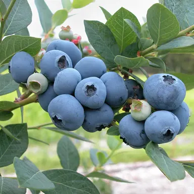 Blueberry Berkeley blue berries.