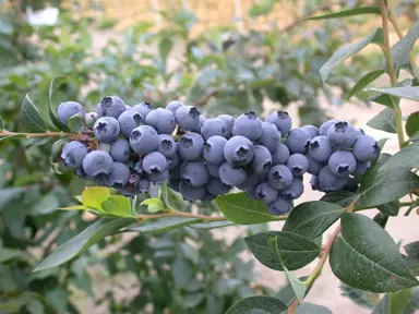 Blueberry Blue Dawn blue fruit on a bush.