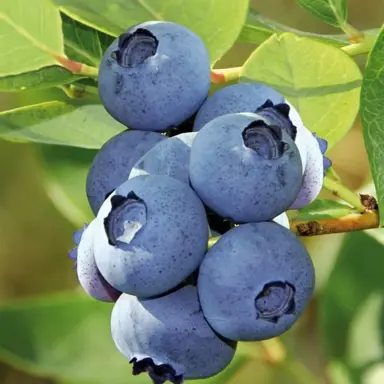 Blueberry Bluecrop blue fruit.