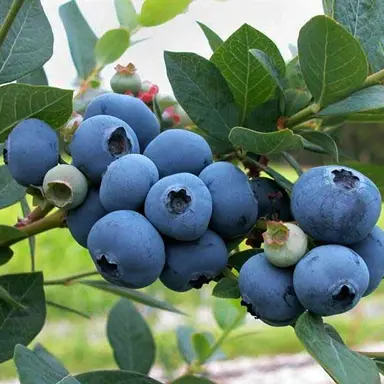 Blueberry Blueray blue fruit on a plant.