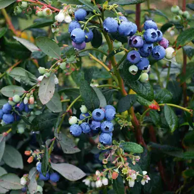 blueberry-burst-