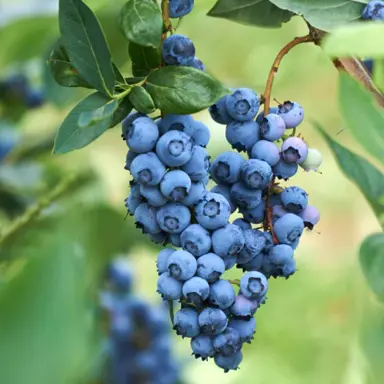 Blueberry Darrow plant with blue berries.