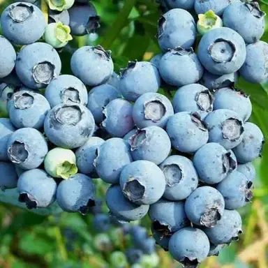 Blueberry Harrison fruit on a plant.