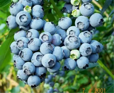 Blueberry Ivanhoe fruit.