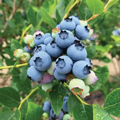Blueberry Jersey plant with blue fruit.