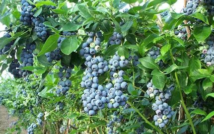 Blueberry 'Marimba' fruit.