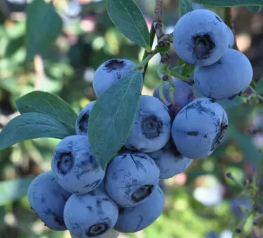 Blueberry Maru blue fruit on a plant.