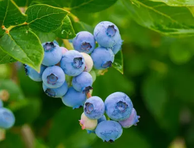 Blueberry 'Nui' fruit.