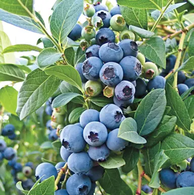 Blueberry 'Oneal' fruit.