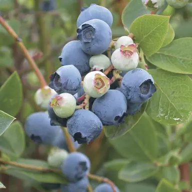 blueberry-powder-blue-