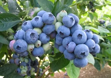 Blueberry Puru blue fruit on a plant.
