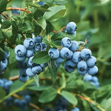 blueberry-tasty-blue-