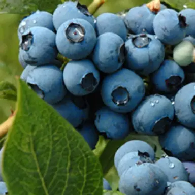 blueberry-tifblue-