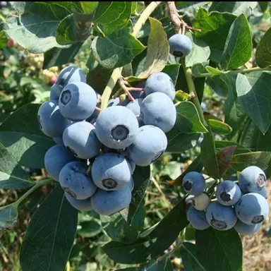 blueberry-tifblue-1