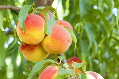 'Bonanza' Peach tree with orange fruit on a branch.
