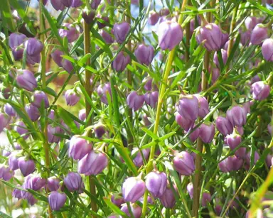 boronia-blue-waves-