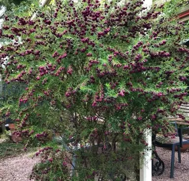 boronia-purple-jared-