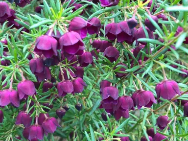 boronia-purple-jared-1