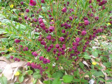 boronia-purple-jared-2