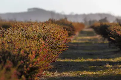 brown-boronia-2