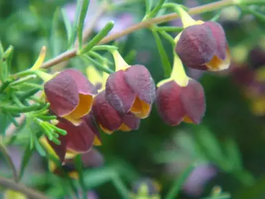 brown-boronia-3