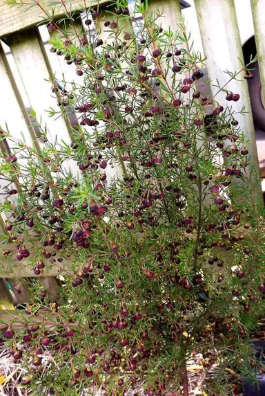 brown-boronia-4