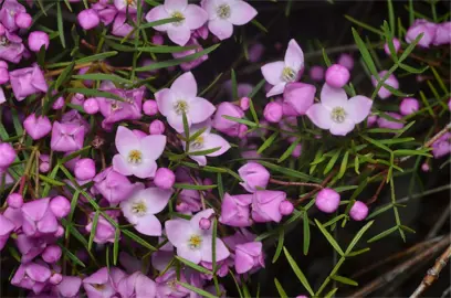 boronia-pinnata-