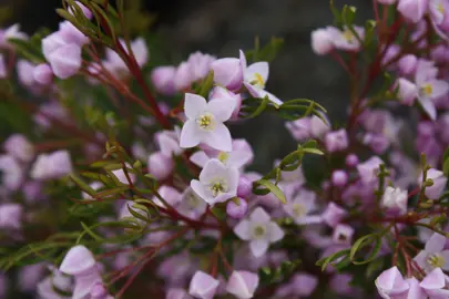 boronia-pinnata-1
