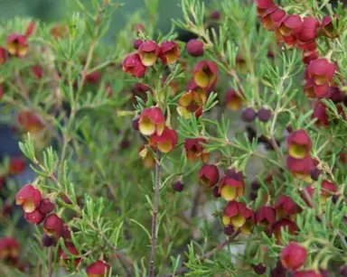 boronia-tui-