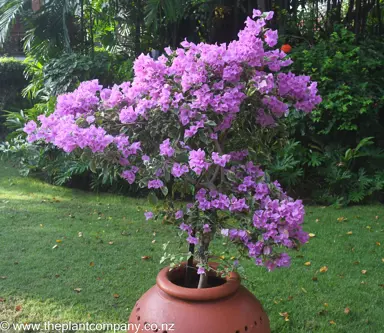 Bougainvillea 'Blueberry Ice' plant growing in a pot and featuring masses of lavender-purple flowers.