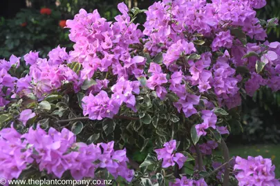 Bougainvillea 'Blueberry Ice' plant with lavender-purple flowers and variegated foliage.