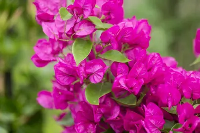 bougainvillea-glabra-