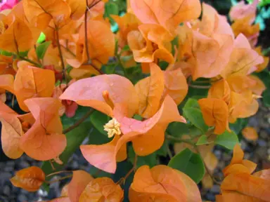 bougainvillea-hawaiian-orange-