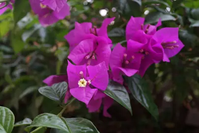 bougainvillea-magnifica-traillii--1