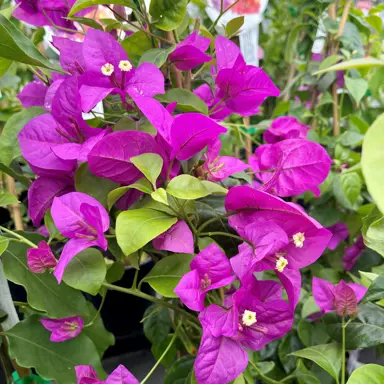 bougainvillea-magnifica-traillii--2