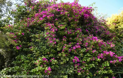 bougainvillea-magnifica-traillii-