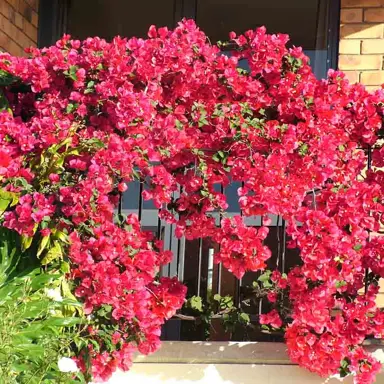 bougainvillea-scarlet-ohara-1